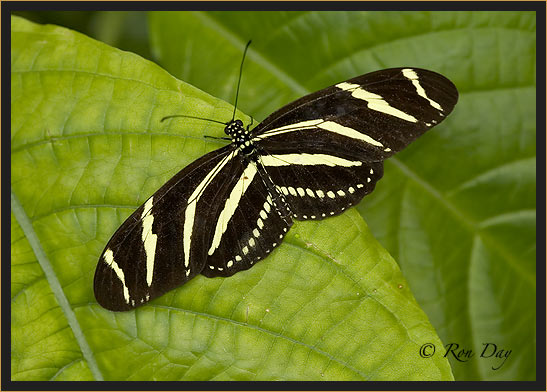 Zebra Butterfly (Heliconius charithonius)